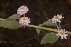Lippia javanica